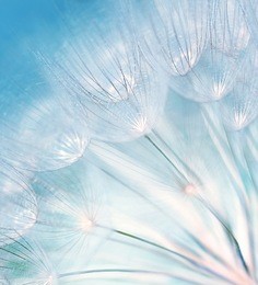 blue abstract dandelion flower background, extreme closeup with soft focus, beautiful nature details