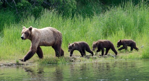 a female alaskan brown bear walks along the shore of a lake in katmai national park