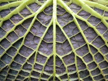 leaf underside with stable construction of victoria water lily