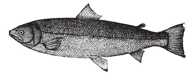 atlantic salmon, salmon salar, bay salmon, black salmon, caplin-scull salmon, fiddler, grilse , grilt, kelt, slink, smolt, sebago salmon, winnish or landlocked salmon engraving. trousset 1886 - 1891