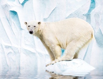 white polar bear against snow mountain