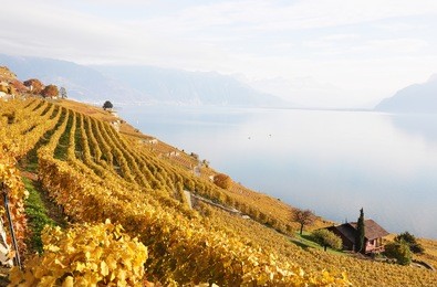 vineyards in lavaux region, switzerland