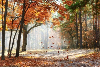 falling oak leaves on the scenic autumn forest illuminated by morning sun