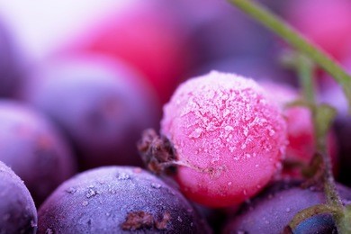 macro view of frozen berries: blackcurrant, redcurrant, blueberry