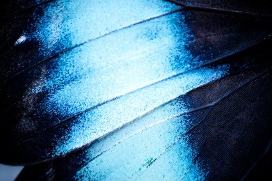 butterfly wing