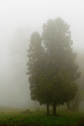tree in a fog.autumn tree in a dense fog