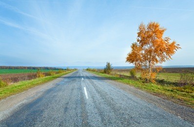 autumn secondary country road and yellow birch on side