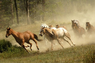 wild horses