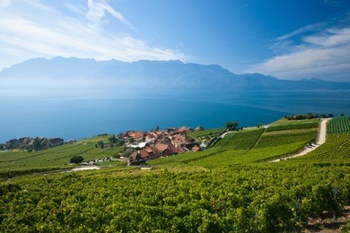 terraced vineyards of lavaux at lake geneva