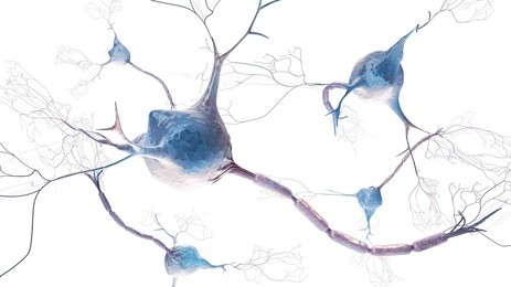 neurons and nervous system. 3d render of organic nerve cells