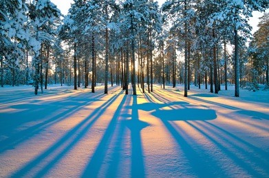 sunset in a winter forest.