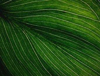 veins of a flowering dogwood leaf. close up