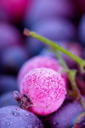 macro view of frozen berries: blackcurrant, redcurrant, blueberry