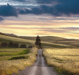 road crosses rural landscape with the silhouette of tree on background the colors of the sunset