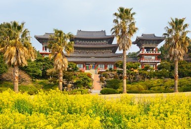 rape flowers at famous yakcheonsa buddhist temple, jeju island, south korea