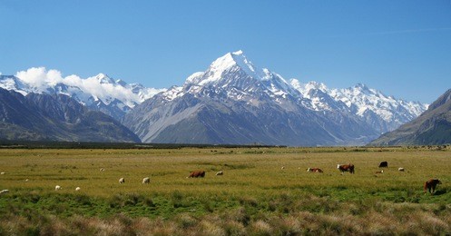 sheep and cattle grazing in front of new zealand's mount cook