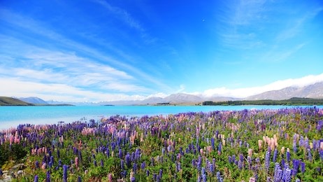 lupines field at lake tekapo, new zealand