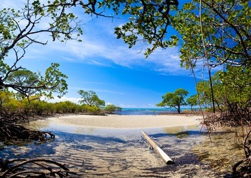 mangrove forrest near port douglas, australia