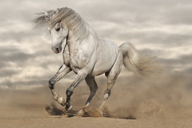 silver gray andalusian horse in desert. toned image