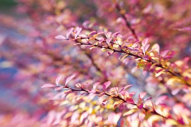 branch of berberis
