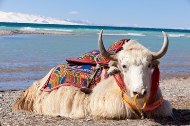 yaks on the namtso lake in tibet