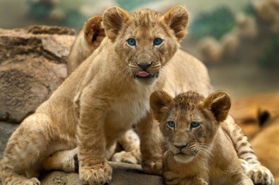 two little lion cubs looking at something one has its tongue sticking out.