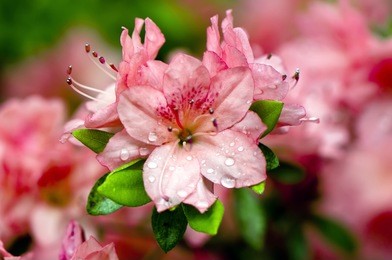 blooming pink rhododendron (azalea) afer rain, close-up, selective focus