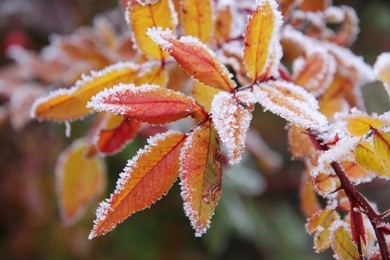frozen autumn leaves
