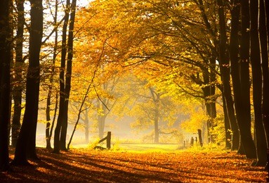 autumn in the woods in the netherlands.