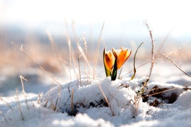 yellow snowdrop in high mountain valley, super macro