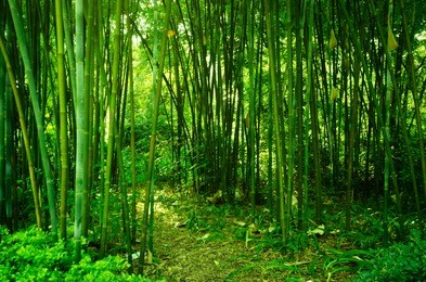 bamboo forest