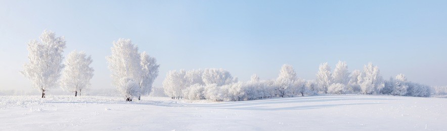 winter beautiful landscape with trees covered with hoarfrost
