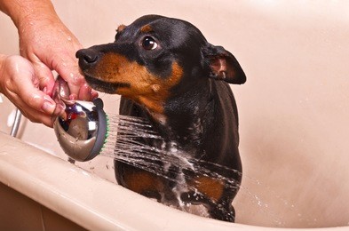 pinscher dog sitting in bathtub to be washed