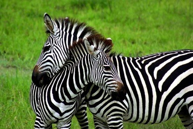 zebras over green background in zambia