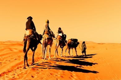 camel caravan going through the sand dunes in the sahara desert, morocco.