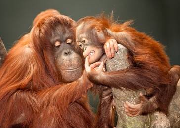 mother and baby orangutans