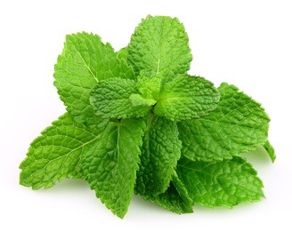 mint leaf close up on a white background