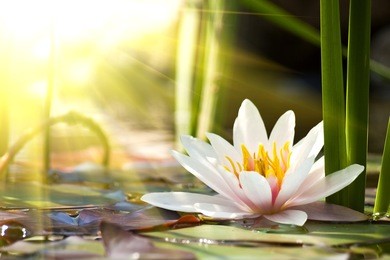 lotus flower background