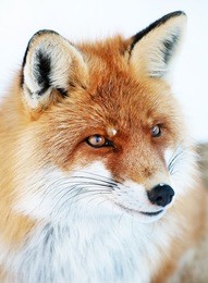 fox portrait isolated on white