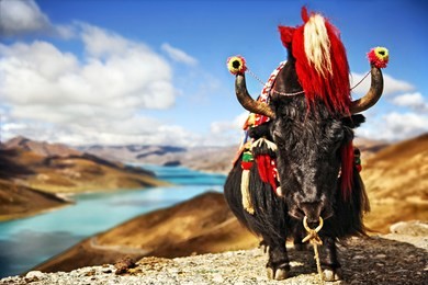 tibetan yak dressed up with himalayan mountain range and river on sunny day in background