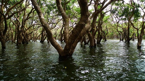 flooded forest of mangrove trees at kompeng phhluk, near siem reap, cambodia