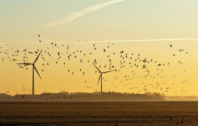 wind energy and flying birds at sunrise
