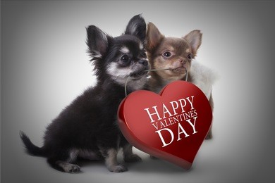 two chihuahua puppy wearing pink valentine heart