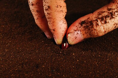 sowing red beans seeds