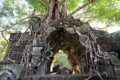 banyan trees on ruins in beng mealea temple, cambodia