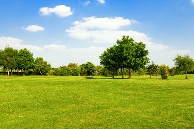 green grass on a golf field