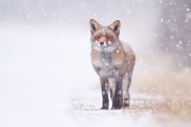 red fox in the snow