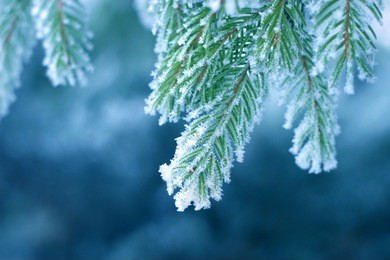 pine tree covered with frost, blue toned