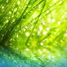fresh morning dew on a spring grass in early morning. sunny day concept. natural background.