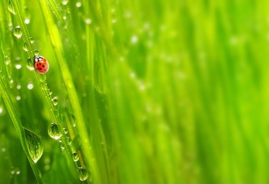 fresh morning dew on a spring grass and little ladybug, natural background - close up with shallow dof.